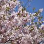 Cherry Blossom – Autumn – 1.5-2″ Caliper – B&B